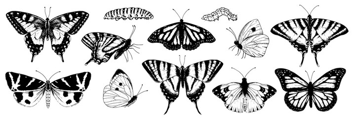 Butterfly Vector Set. Black line art drawing of vintage wings. Outline illustration of insects. Hand drawn clipart monarch and moth. Linear sketch on isolated white background - obrazy, fototapety, plakaty
