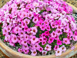 Pretty pink flowers of Saxifraga x poluanglica variety Frank Sinatra
