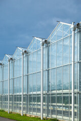The modern appearance of vegetable greenhouses