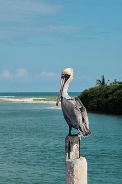 Pelican bird on wooden pole bridge by the ocean in Tulum Mexico
