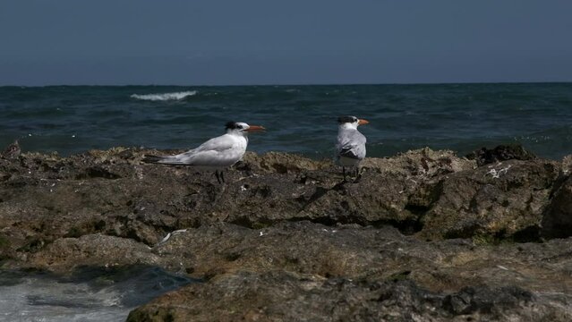 Closeup shot of two aquatic birds perched on a rock over the ocean in Tulum, Mexico