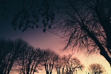Low angle shot of bare tree branches in pink and purple sunset sky background