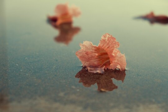 Beautiful shot of a dry wittered pale pink flower fallen in a small water puddle
