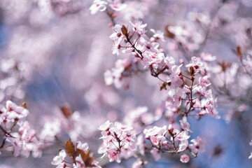 Closeup of a branch with pink blossoms