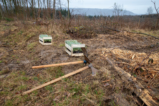 Paysage d'une forêt détruite avec une cagette de petits arbres à planter avec des outils