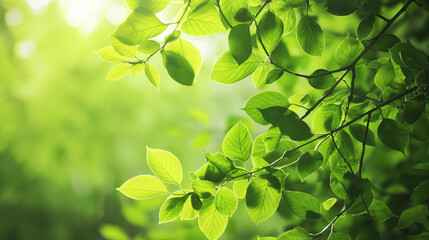 Spring concept background. Blurry green leaves of spring or summer trees isolated on sunny sky background. 