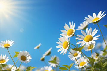 daisies against sky