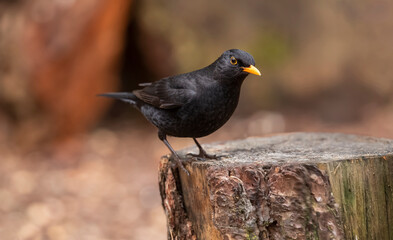 Obraz premium Blackbird, male, close up in forest in the uk