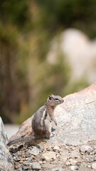 Naklejka na ściany i meble Grey squirrel on a rock in the cliff