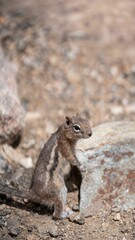 Grey squirrel on a rock in the cliff