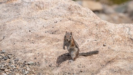Grey squirrel on a rock in the cliff