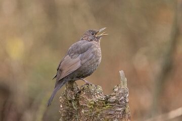 Blackbird, female, close up in forest in the uk singing