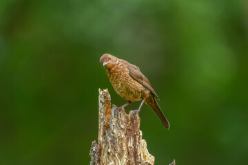 Blackbird, female, close up in forest in the uk