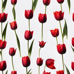 Illustration de tulipes sur un fond blanc