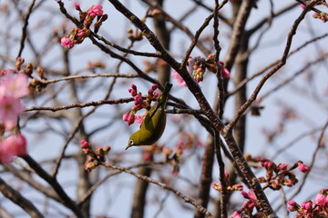 舎人公園　梅　メジロ　Toneri Park Plum blossoms
