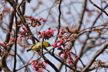舎人公園　梅　メジロ　Toneri Park Plum blossoms