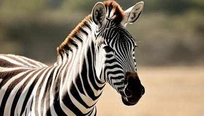 A-Zebra-With-Its-Nostrils-Flaring-As-It-Sniffs-The- 2 - obrazy, fototapety, plakaty