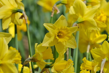 黄水仙　jonquil (Narcissus jonquilla)