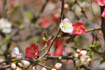 紅白木瓜の花　flowering quince