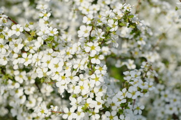 舎人公園　ユキヤナギ　Tajo Park Yukiyanagi (Salix leucopithecia)