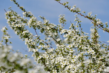 舎人公園　ユキヤナギ　Tajo Park Yukiyanagi (Salix leucopithecia)