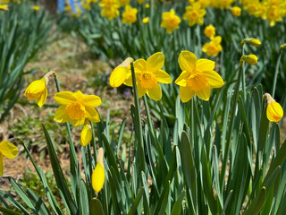 수선화 봄꽃 자연 봄 풍경