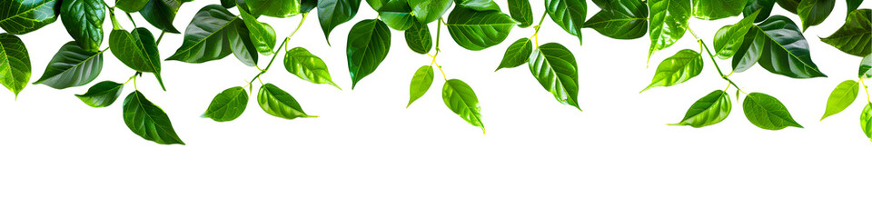 Naklejka premium Creeper green leaf border on transparent