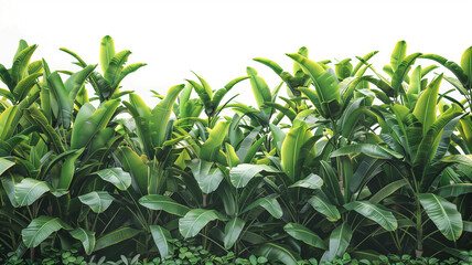 A vibrant assortment of tropical foliage with various shapes and shades of green, presented against a pure white background..