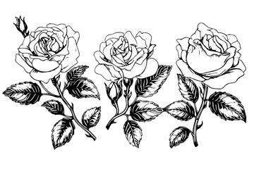 Vintage Rose Sketch: Elegant Black and White Floral Vector Illustration Pack.