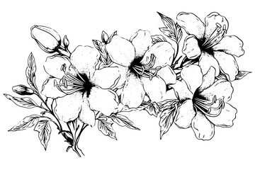 Vintage Floral Vector: Hand-Drawn Line Art with Hibiscus and Rose Elements.