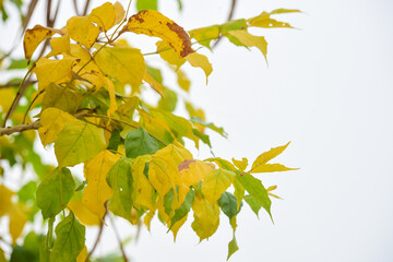 yellow leaves on a branch