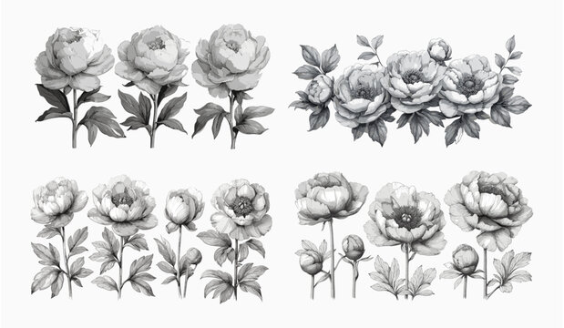 Vintage Peony Engraving Vector Set: Retro Halftone Sketches for Posters, Banners, Cards - Hand-Drawn Floral Illustrations in Classic Ink Style