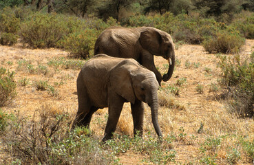 Eléphant d'Afrique, Loxodonta africana, jeune, Parc national de Samburu, Kenya
