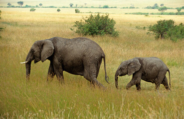 Naklejka na ściany i meble Eléphant d'Afrique, Loxodonta africana, femelle et jeune, Parc national de Masai Mara, Kenya