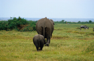 Eléphant d'Afrique, Loxodonta africana, femelle et jeune, Parc national d'Amboseli, Kenya
