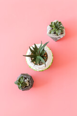 Houseplants succulents in pots on the table, top view