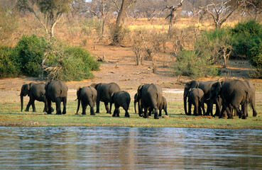 Eléphant d'Afrique, femelle et jeune, Loxodonta africana, Parc national de Chobé, Botswana