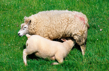Mouton; Race Téxel; Femelle et jeune, Ile de Texel, Pays Bas