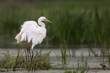 Great egret in the wild