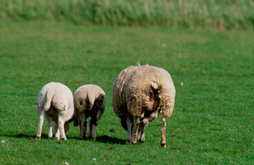 Mouton; Race Téxel; Femelle et jeune, Ile de Texel, Pays Bas