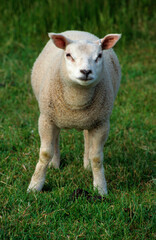Mouton; Race Téxel; agneau