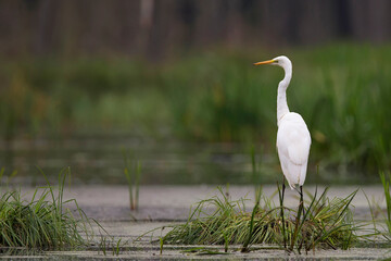 Great egret in the wild