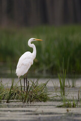 Great egret in the wild