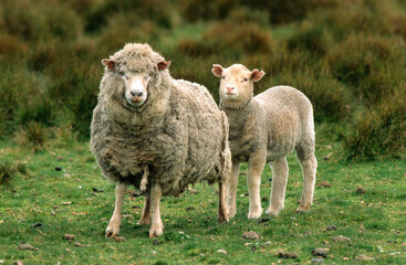 Naklejka na ściany i meble Mouton race Falkland, brebis, agneau, Ile Carcass, Iles Falkland, Malouines