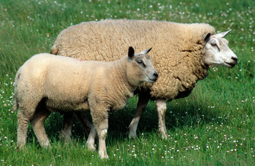 Mouton; Race Téxel; Femelle et jeune, Ile de Texel, Pays Bas