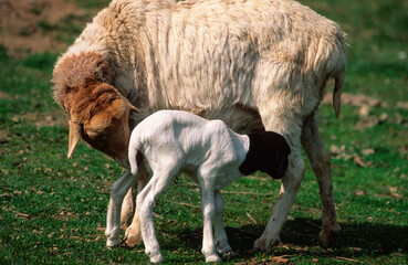 Mouton, femelle et jeune, race Somalie
