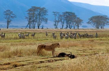 Lion, Panthera leo, lionne, buffle, Zébre de Grant, Equus nurchelli granti, Parc national du N.Gorongoro Crater, Tanzanie