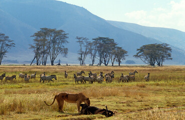Lion, Panthera leo, lionne, buffle, Zébre de Grant, Equus nurchelli granti, Parc national du N.Gorongoro Crater, Tanzanie