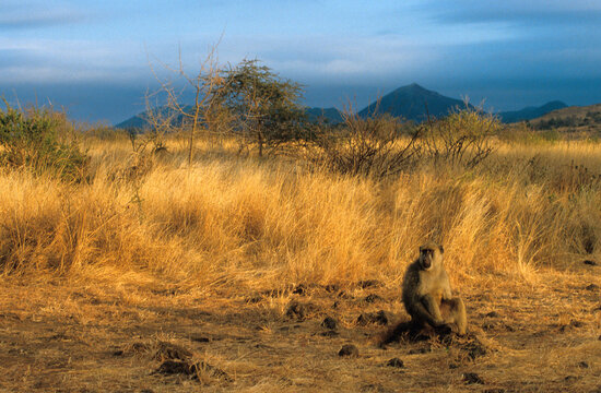 Singe babouin, Palio cynocephalus, Parc national du Tsavo, Kenya