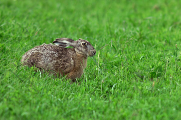 Lièvre d'Europe, Lièvre brun, Lepus europaeus